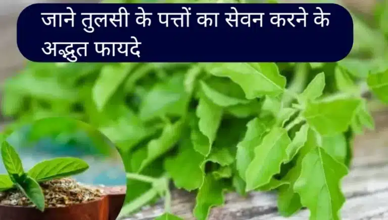 Tulsi Leaves Benefits